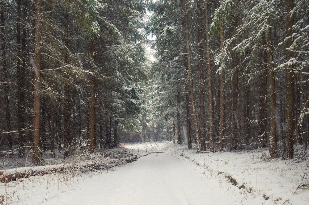 Сквозь заснеженный ельник...