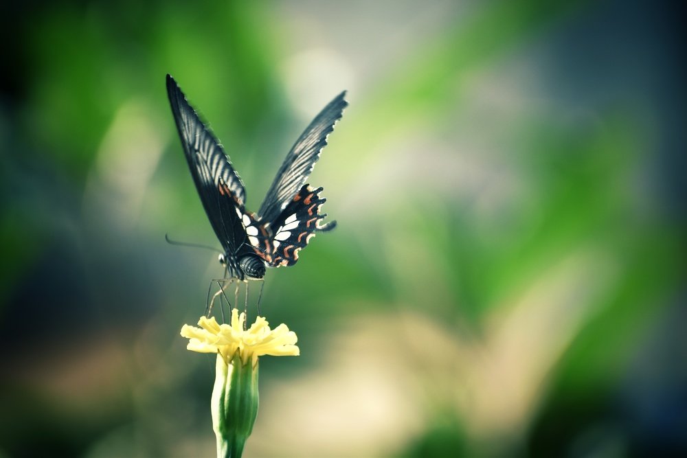 Photograph by Amarjit Mandal