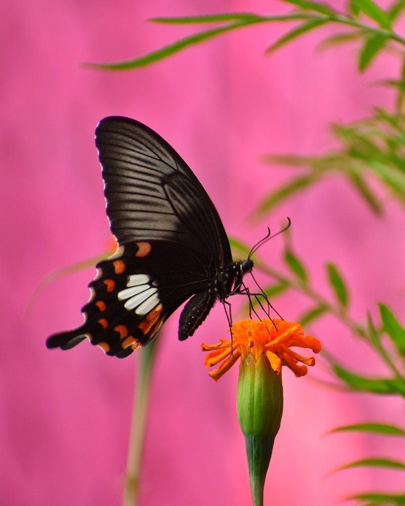 Photograph by Amarjit Mandal