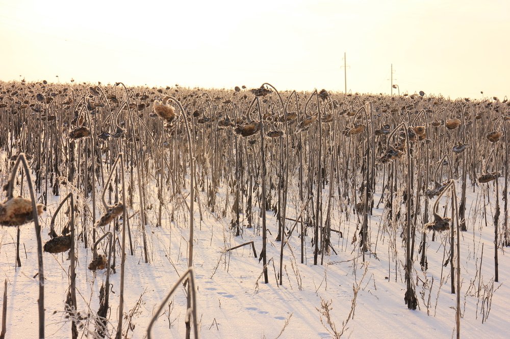 Photograph by Юлия Кривоносова