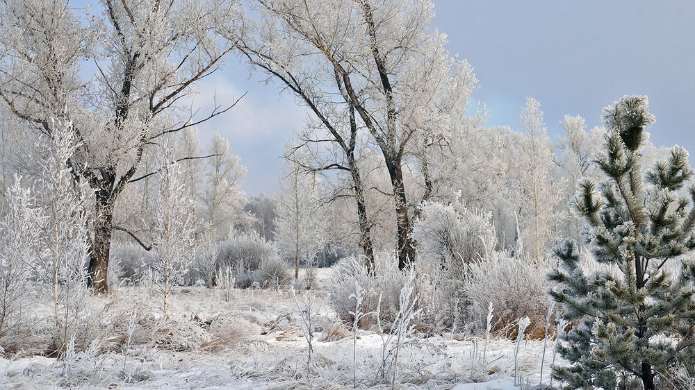 Зимняя арка в тополях
