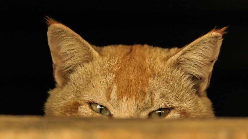 The Spy Who Loved Me!