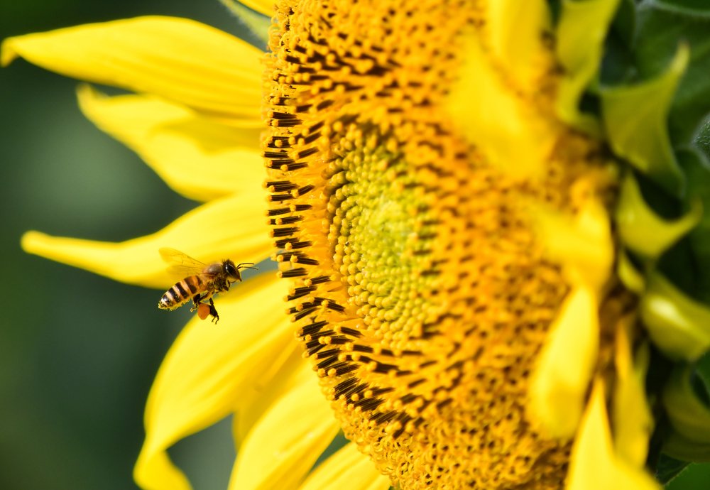 Photograph by son dam minh