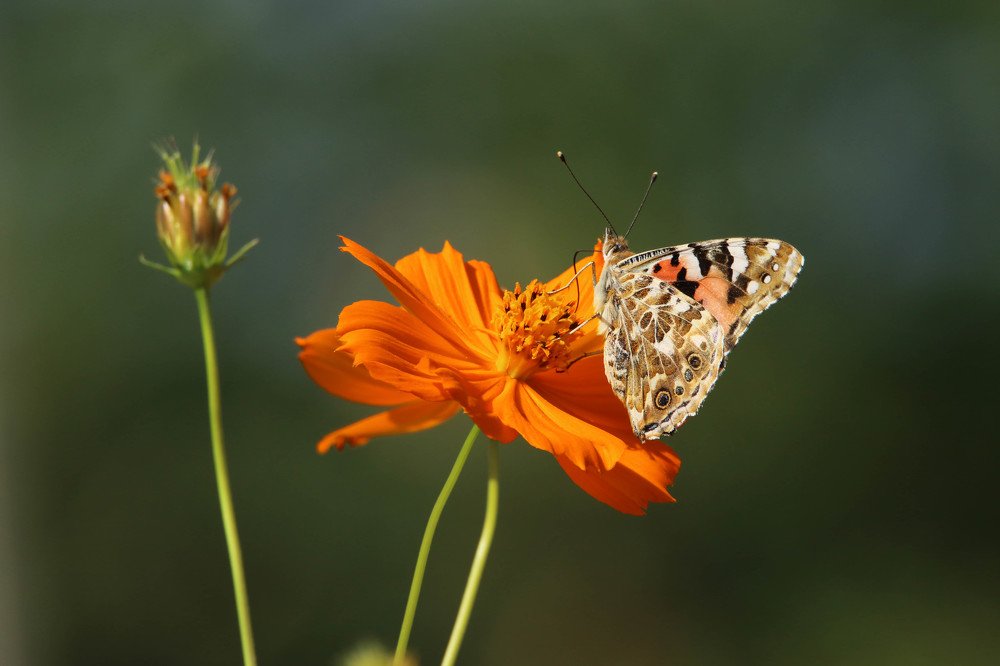 Photograph by Marat Magov