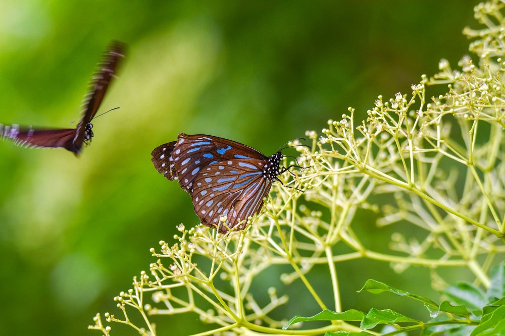 Photograph by son dam minh