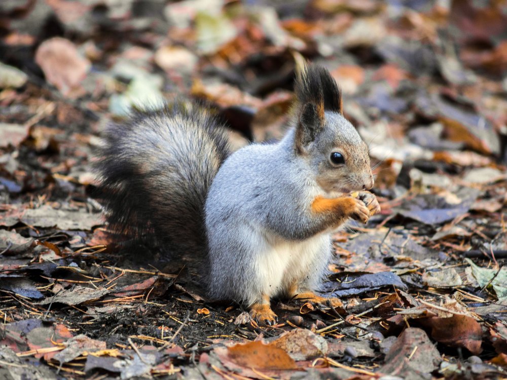 Photograph by Виктор Печищев