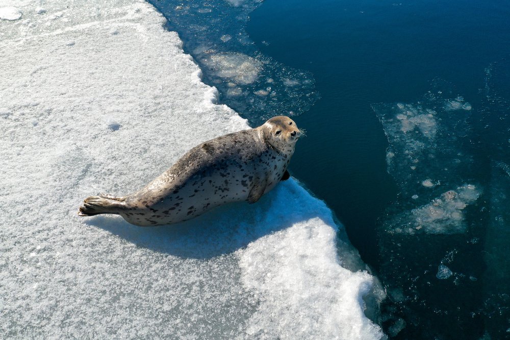 Одинокая ларга