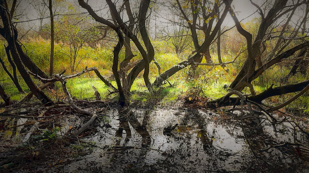 Чла. Пойма.  Осень.