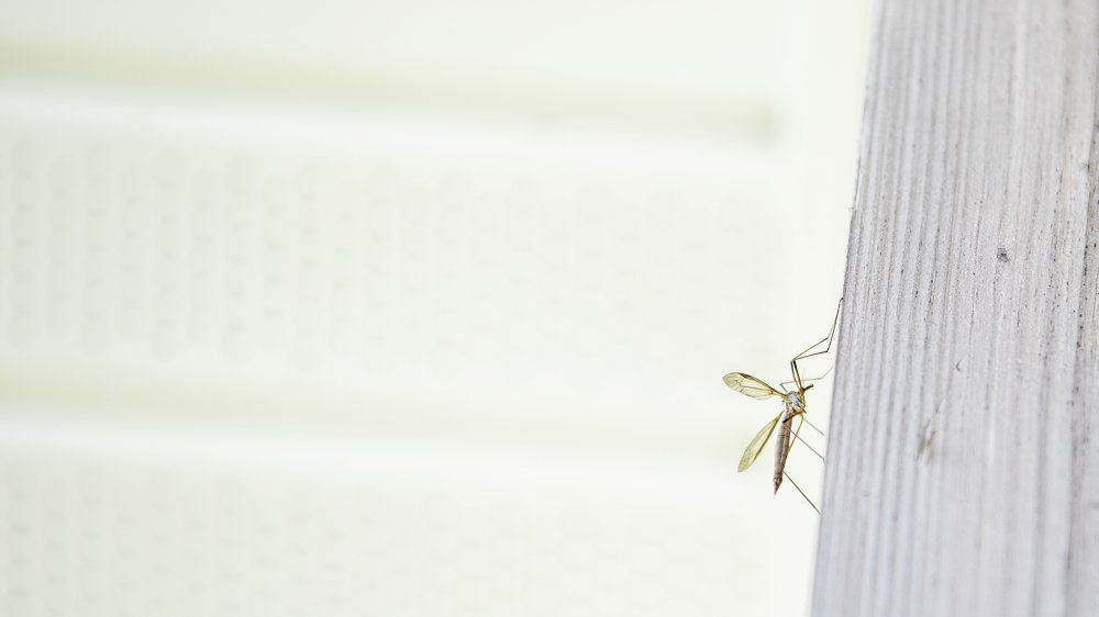 Фотография автора Екатерина Лапаева