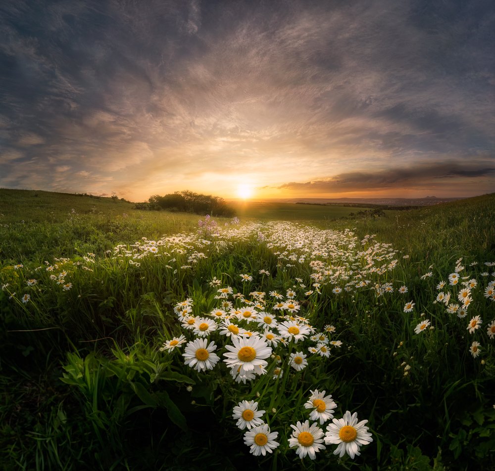 Ромашковое лето