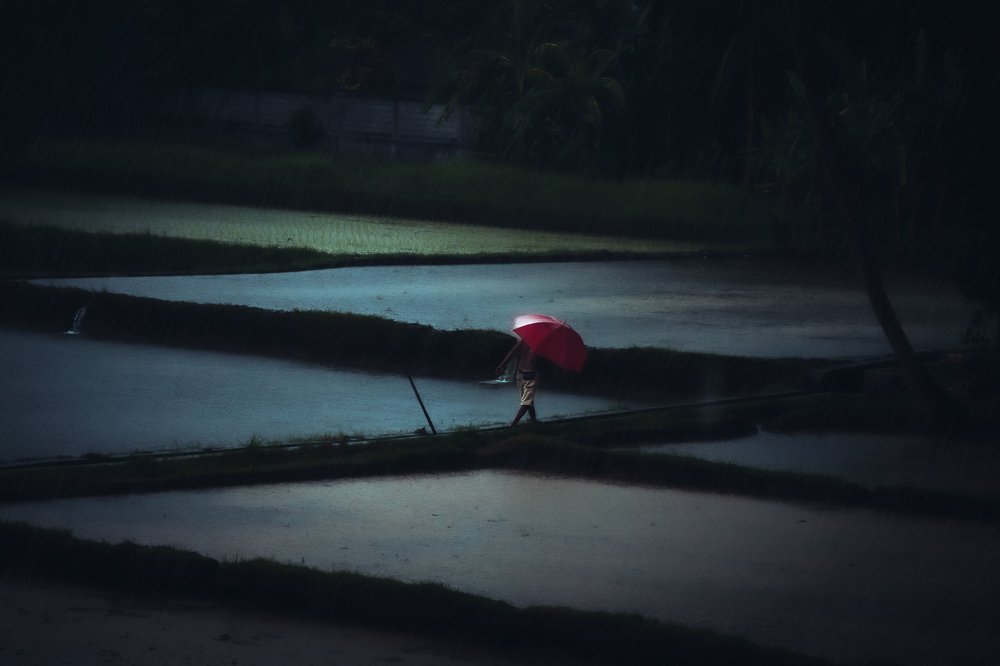 Rice farmer in the rain