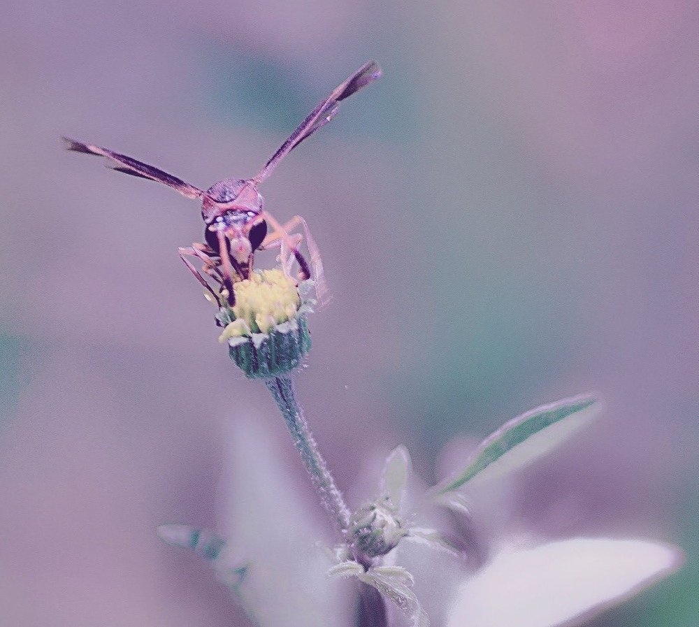 Photograph by Elvis Souza