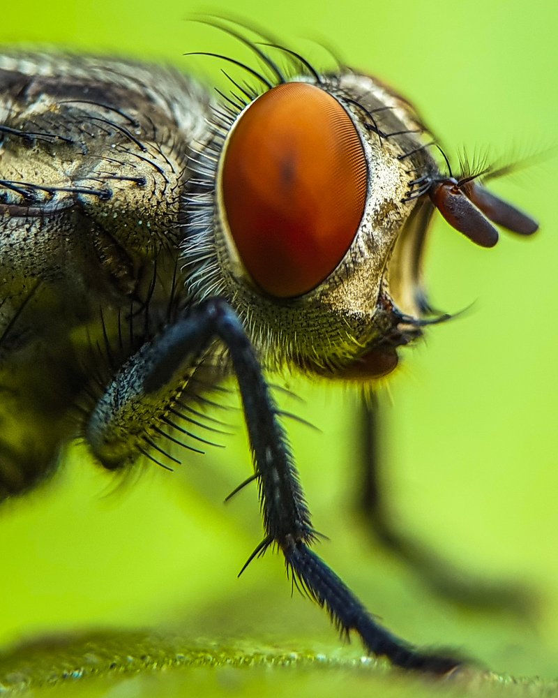 Closeup shot in housefly