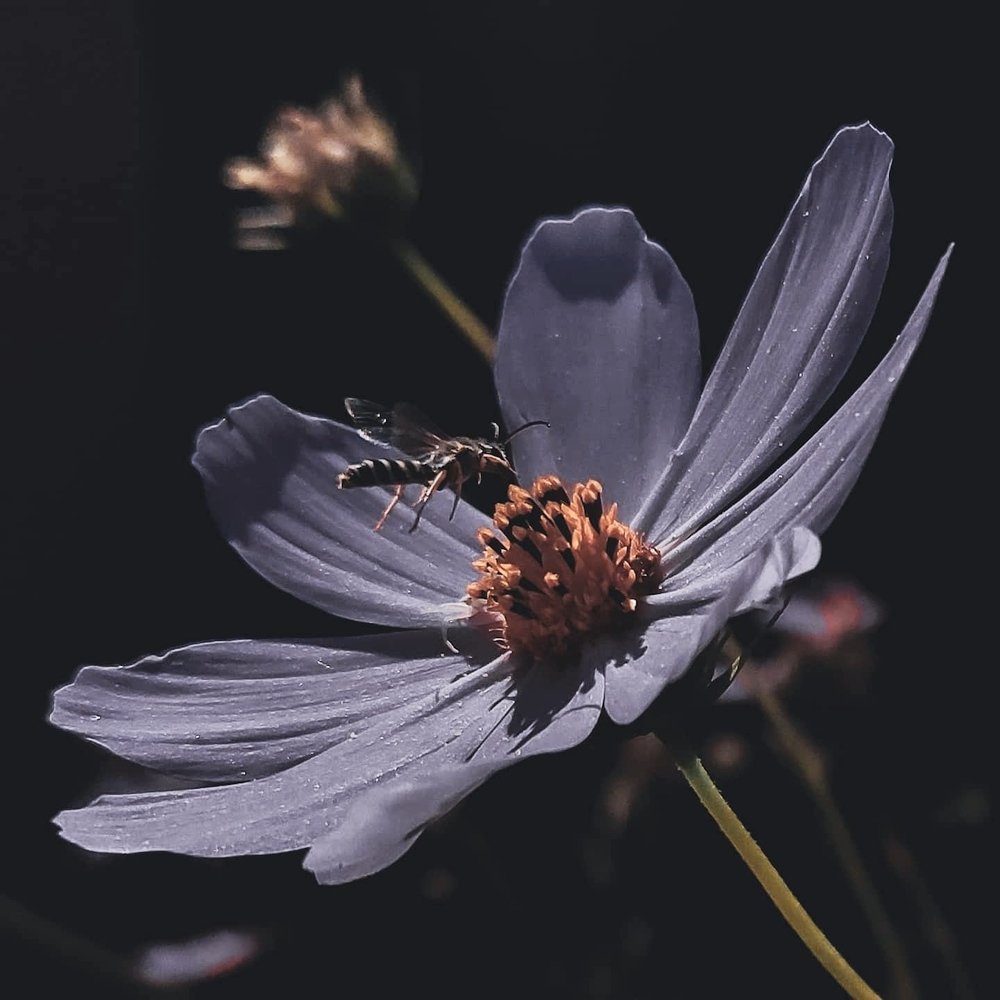 Тайна космеи