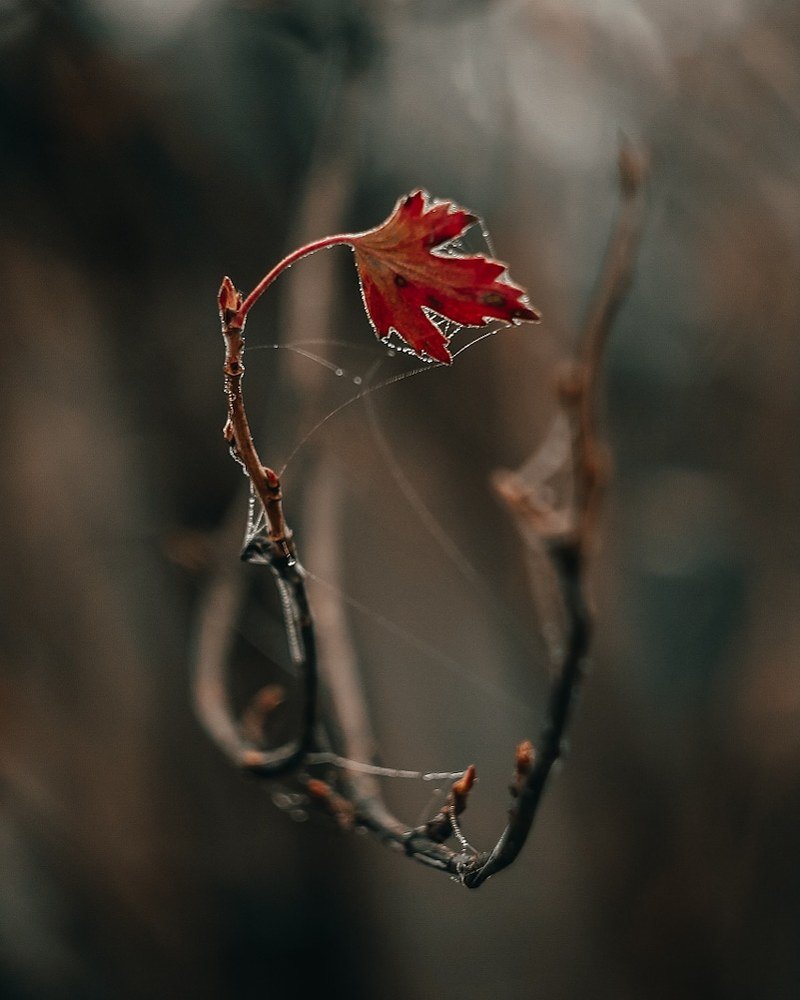 Photograph by Анна Тен