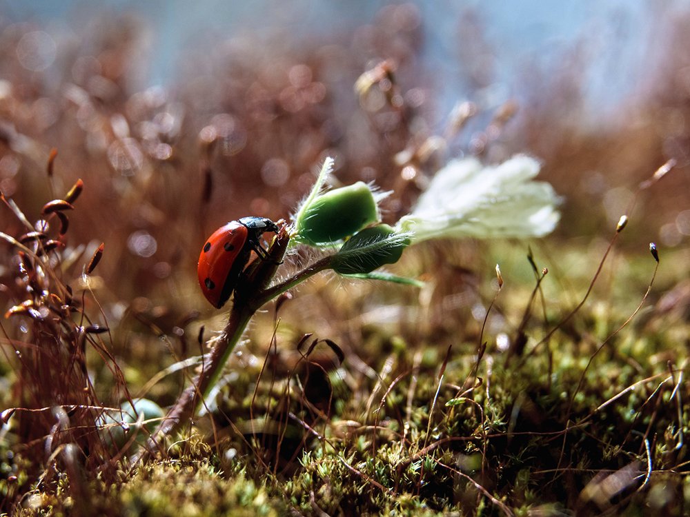 Photograph by Ольга Цветкова