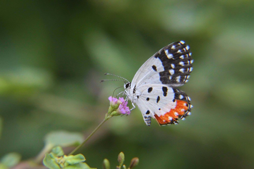 Photograph by Shreeharan Rajasingham
