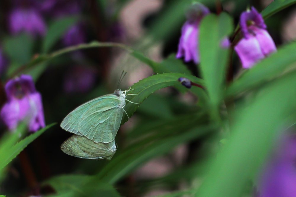 Photograph by Shreeharan Rajasingham