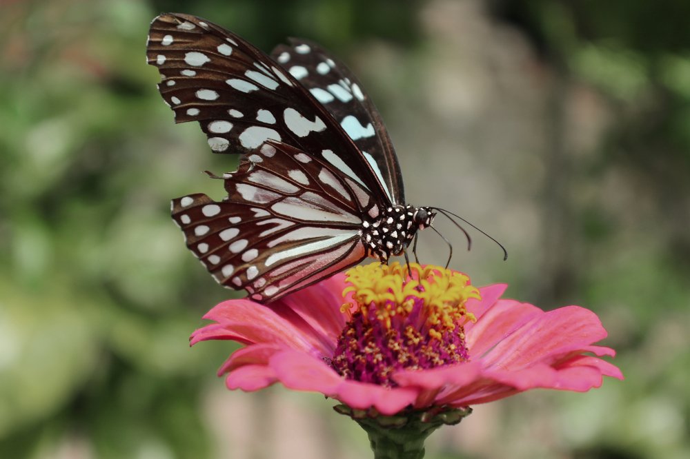 Photograph by Shreeharan Rajasingham