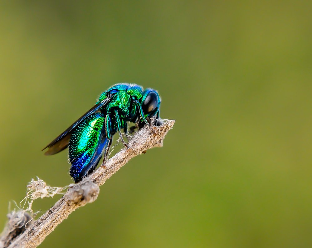 Photograph by Hardeep Solanki