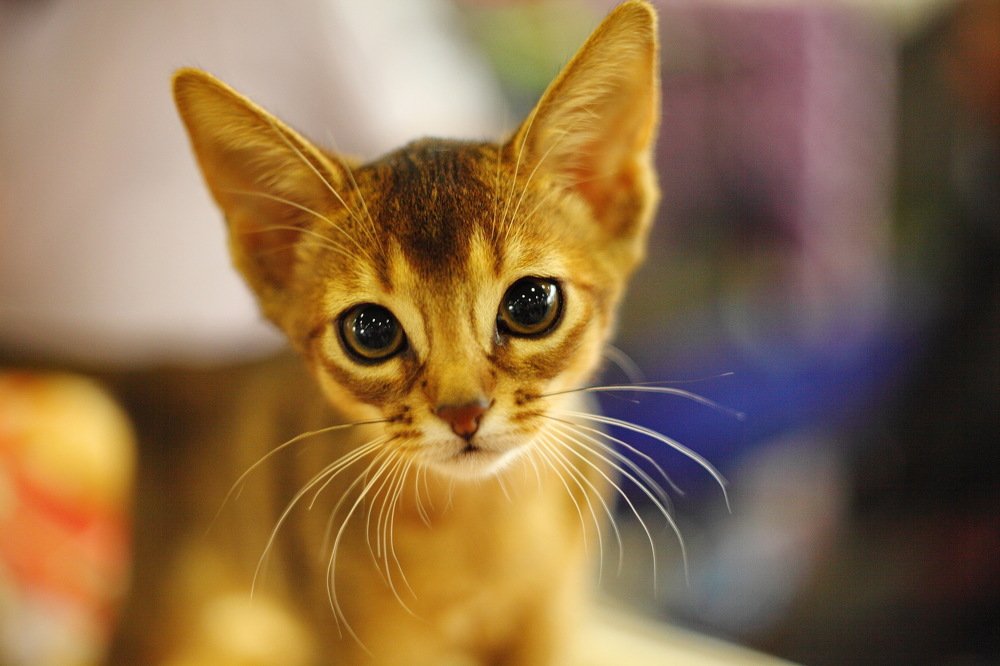 Photograph by Константин Лагоденко