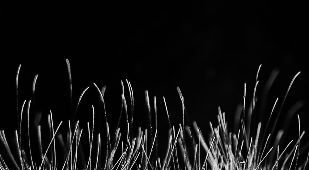 Photograph by Hardeep Solanki