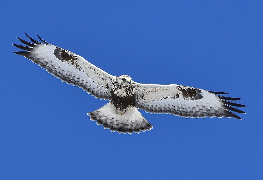 Photograph by Вячеслав Ладанов