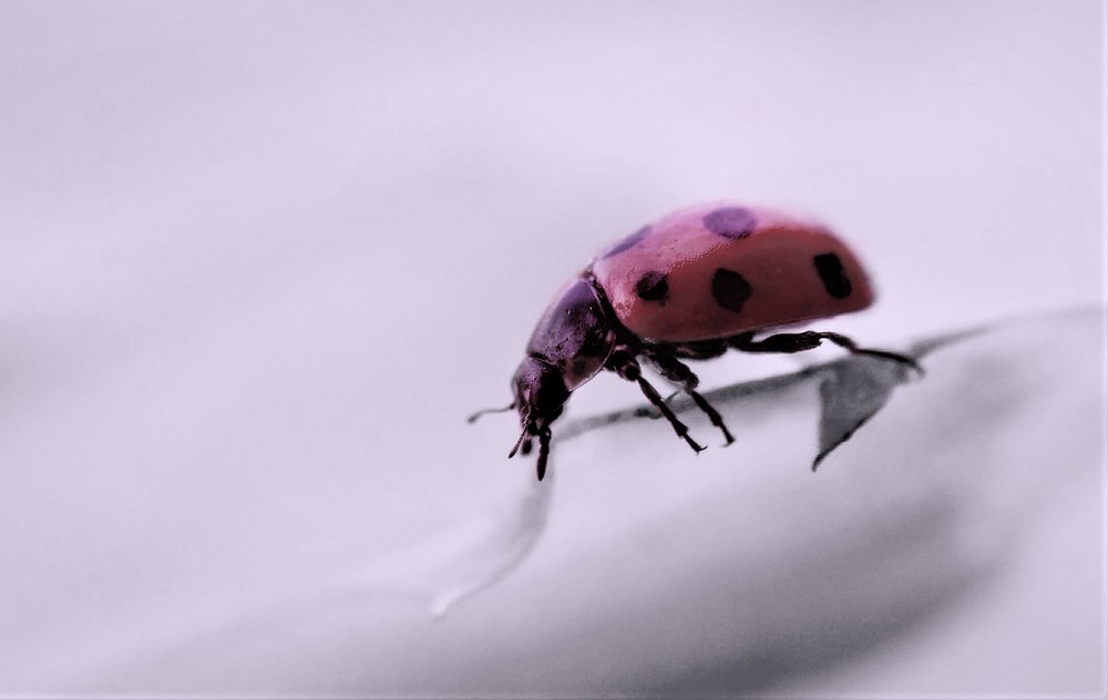 Photograph by Mohammad Rasheed