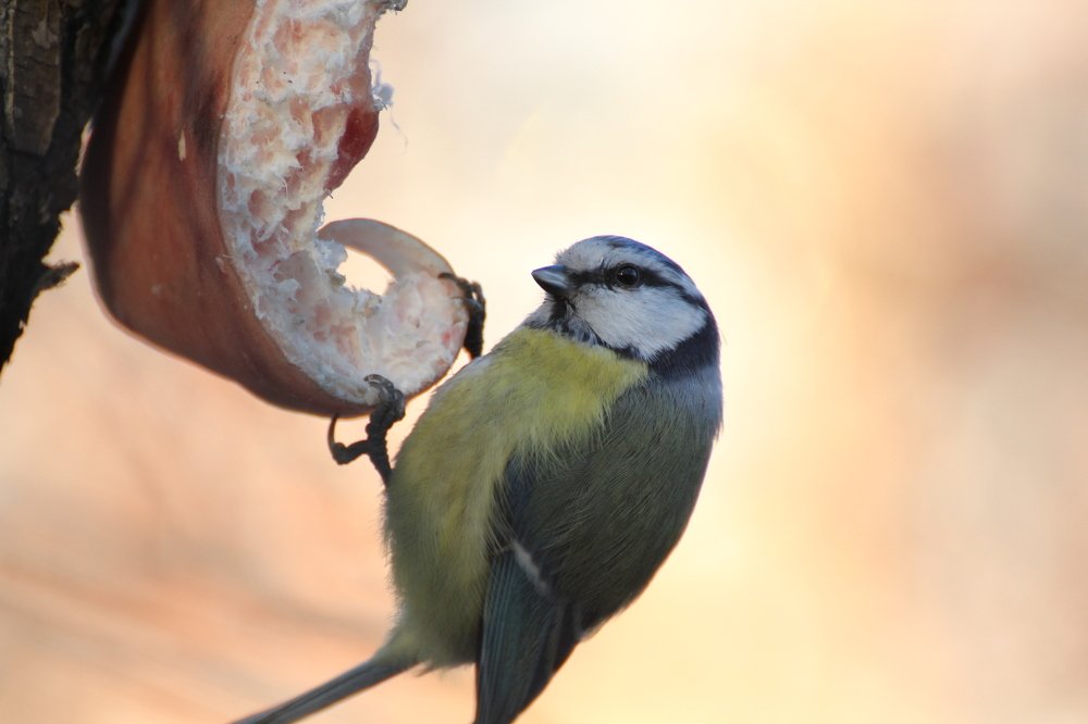 Синичке где-то бог послал кусочек сала