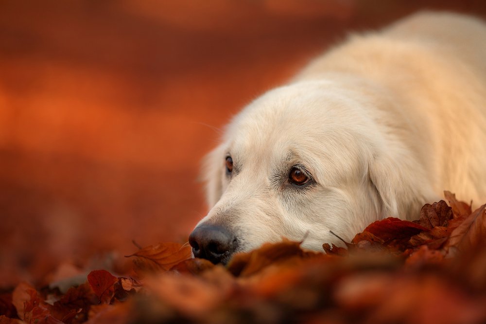 Photograph by Елена Сафронова