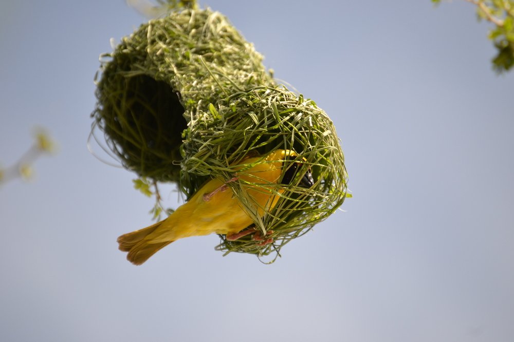 Thoughts of its Beak