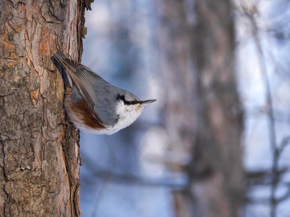 Photograph by Светлана Шибаршина