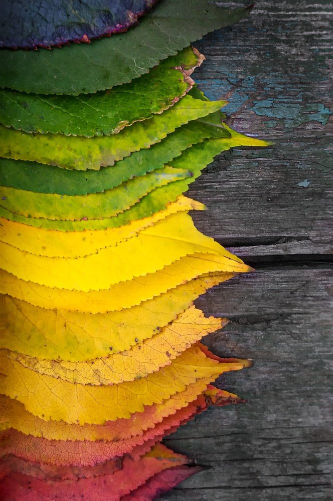 Краски осени прекрасны