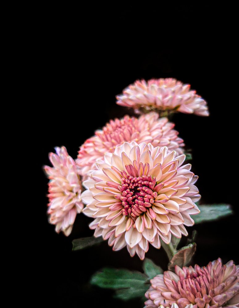 Маленькие хризантемы