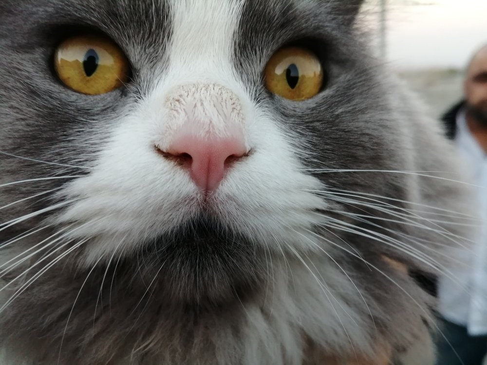 Фотография автора Bahaaddin Saber