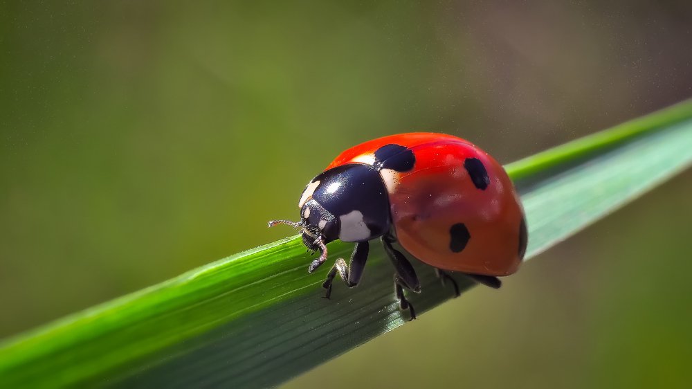 Photograph by Юрій Насанюк