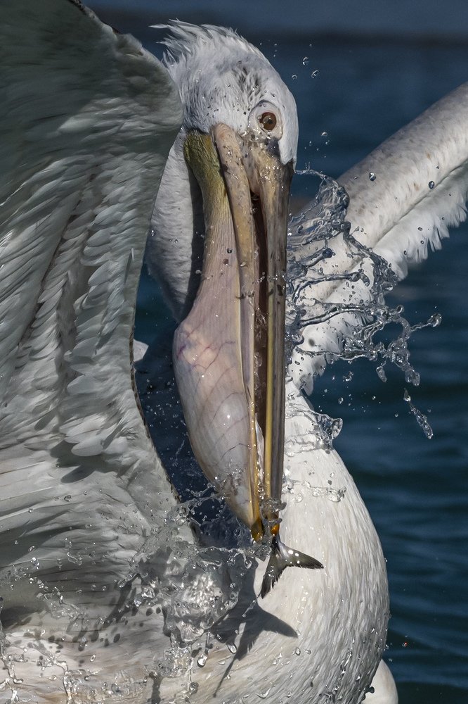 Photograph by Mehdi Dorostkar