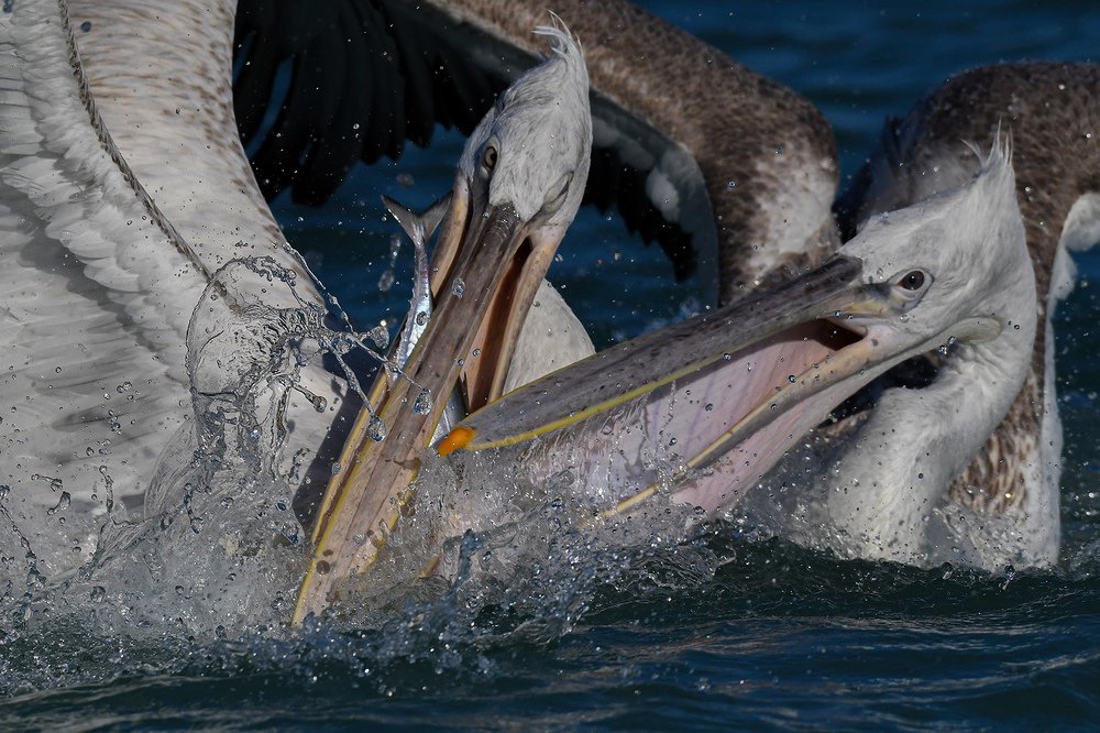 Photograph by Mehdi Dorostkar