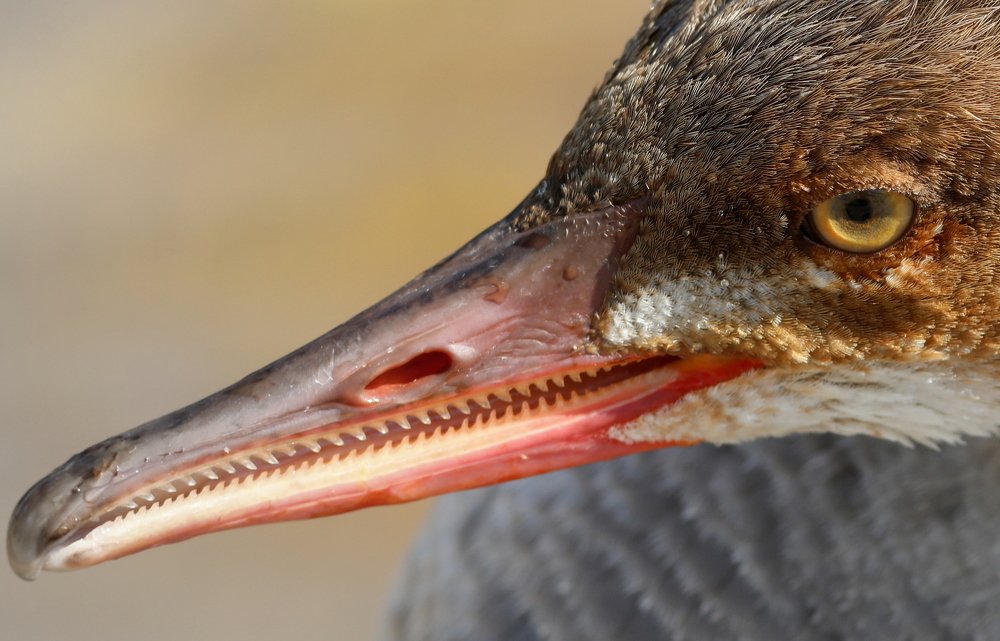 Photograph by SEITUMER CURLU