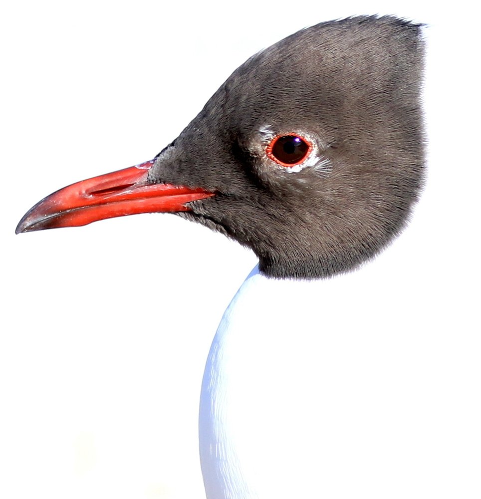 Photograph by SEITUMER CURLU