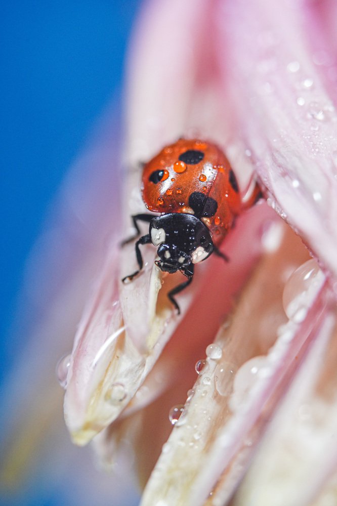 Photograph by Марина Беликова