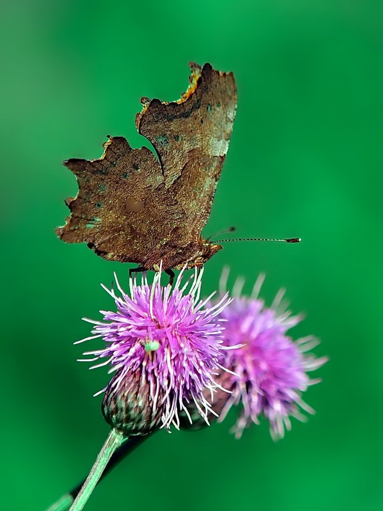 Фотография автора Игорь Чеботарёв