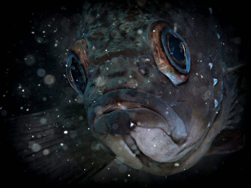 Photograph by Юрий Журавлев