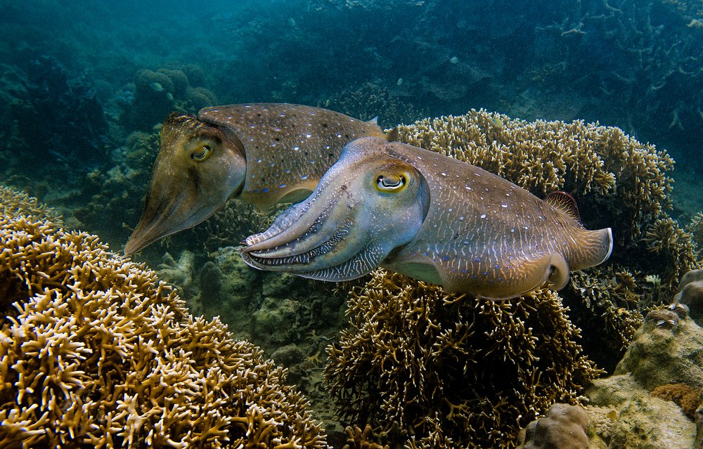 Photograph by Юрий Журавлев