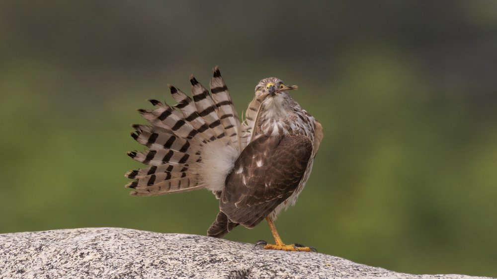 Фотография автора Gokul Addanki