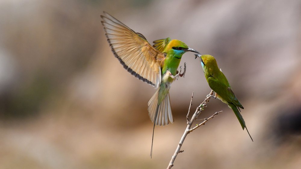 Фотография автора Gokul Addanki