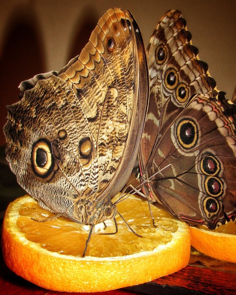 Photograph by Марина Савченко