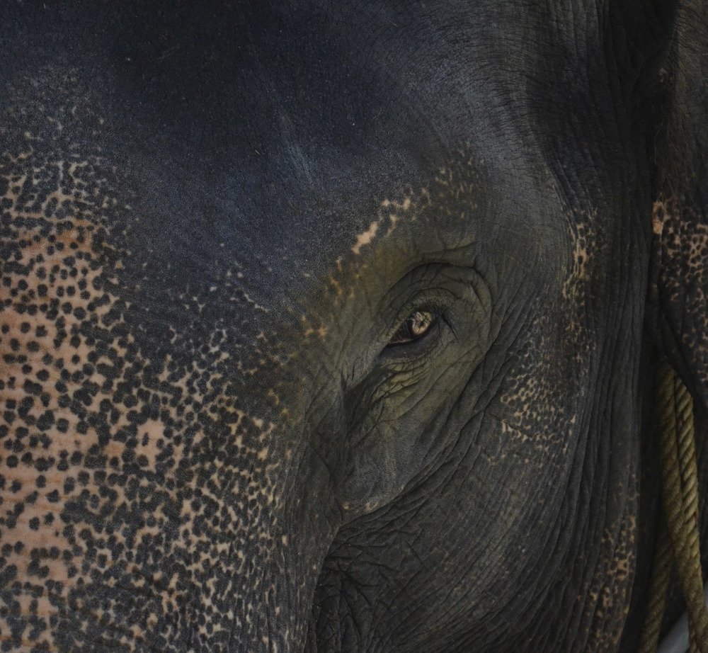 Photograph by Михаил Kolesnik