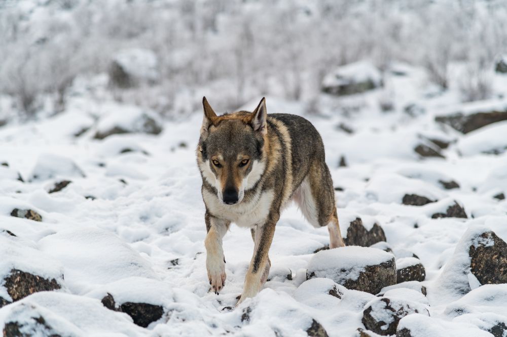 Wolfdogs around a lake in Abisko (Sweden)