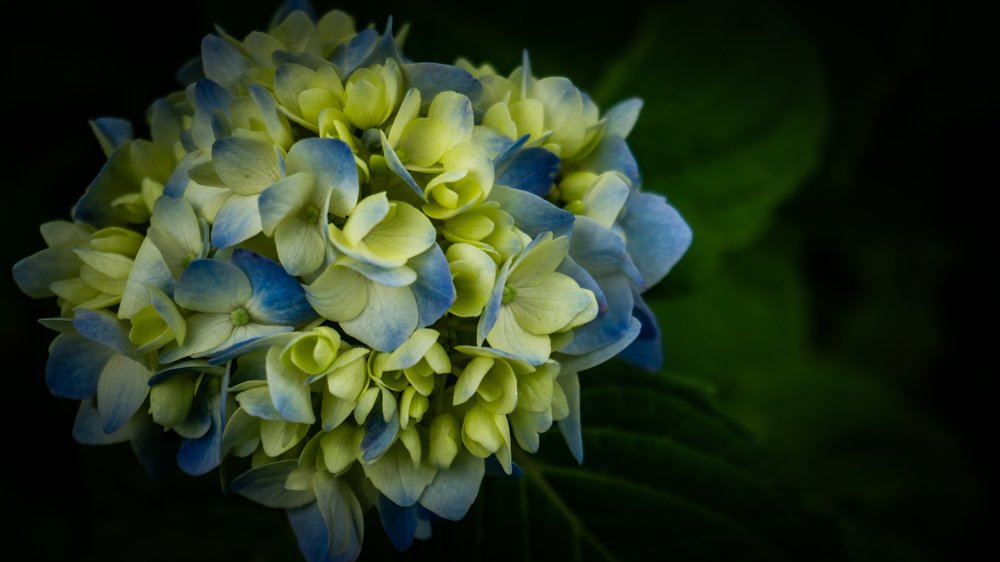 Фотография автора savitri Rawat